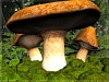 Mushroom Visitors